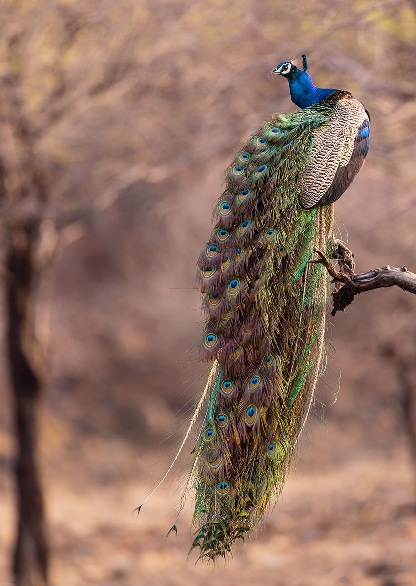 Peacock perched on a tree displaying its long train