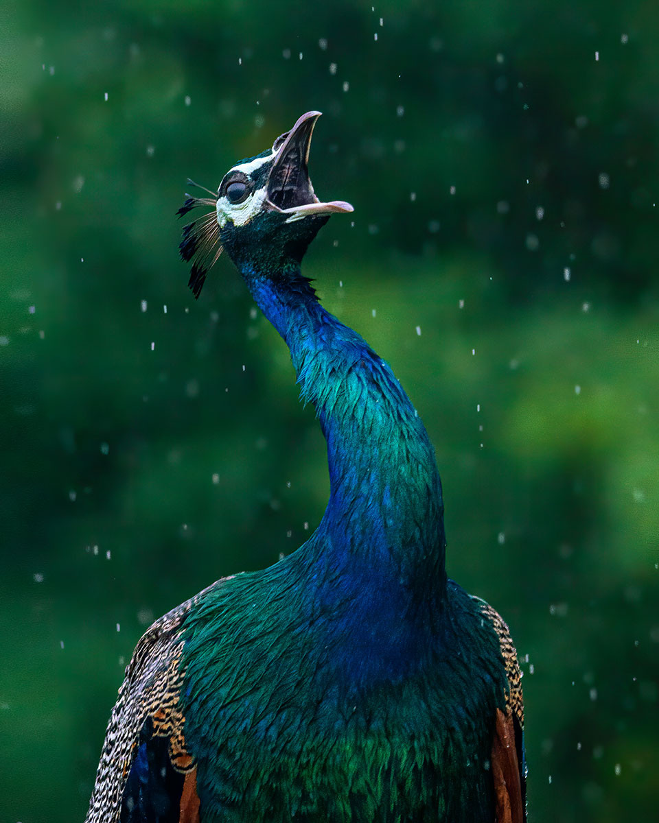 Peacock calling in the rain | Nature Infocus