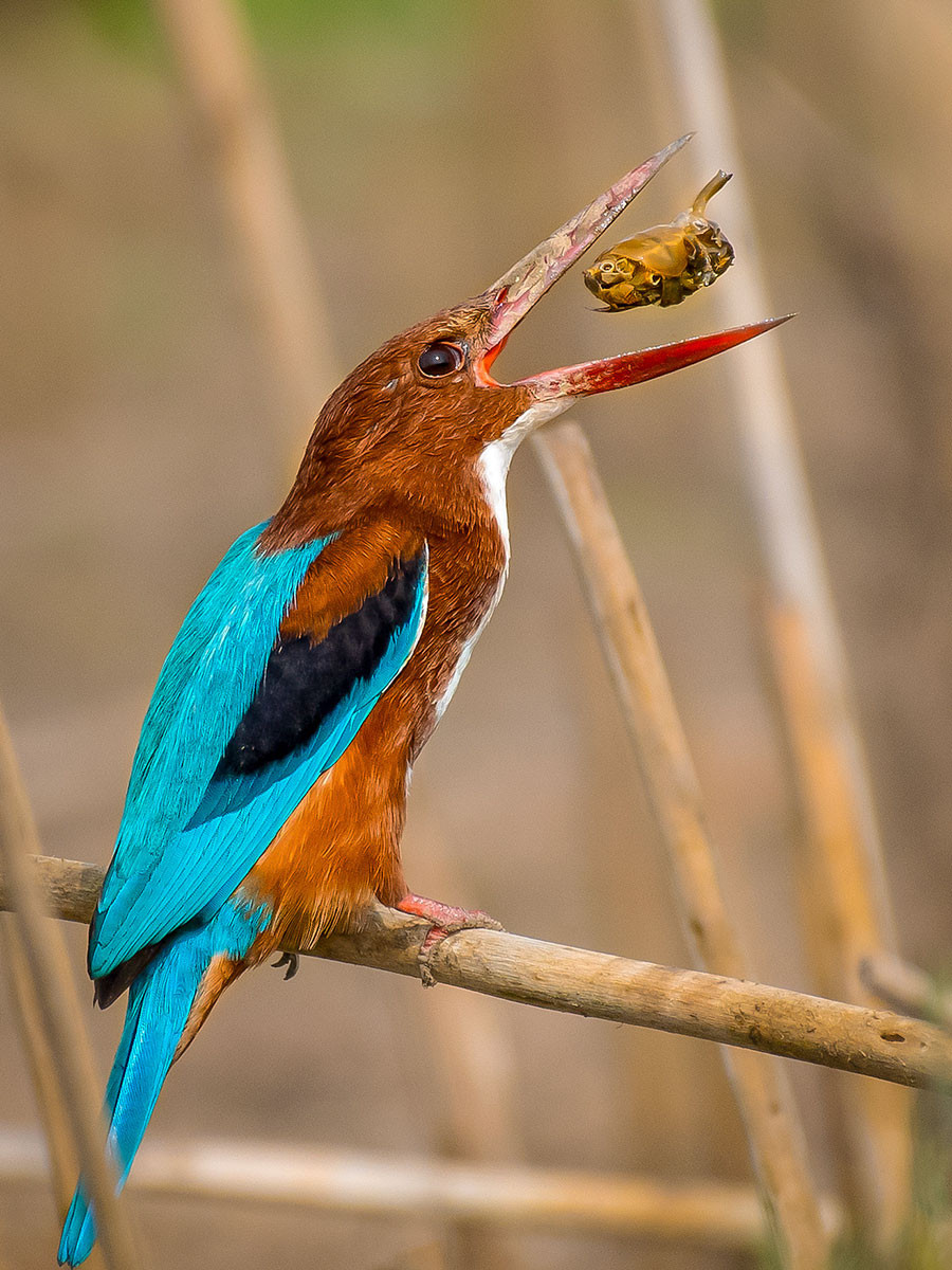 White-throated Kingfisher (Halcyon smyrnensis) | Nature inFocus