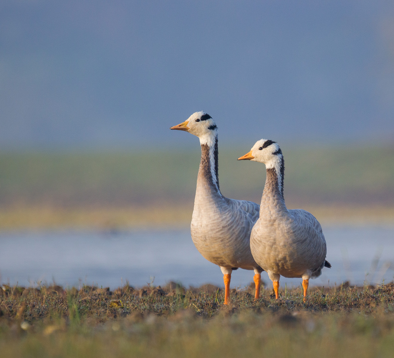 Bar headed goose in Little Rann of Kutch in Gujarat