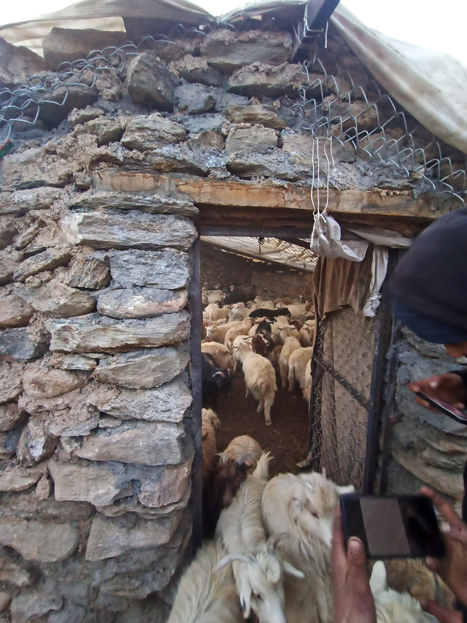 Img - How A Ladakhi Village Came Together To Keep Leopards And Wolves Away From Livestock | Nature inFocus