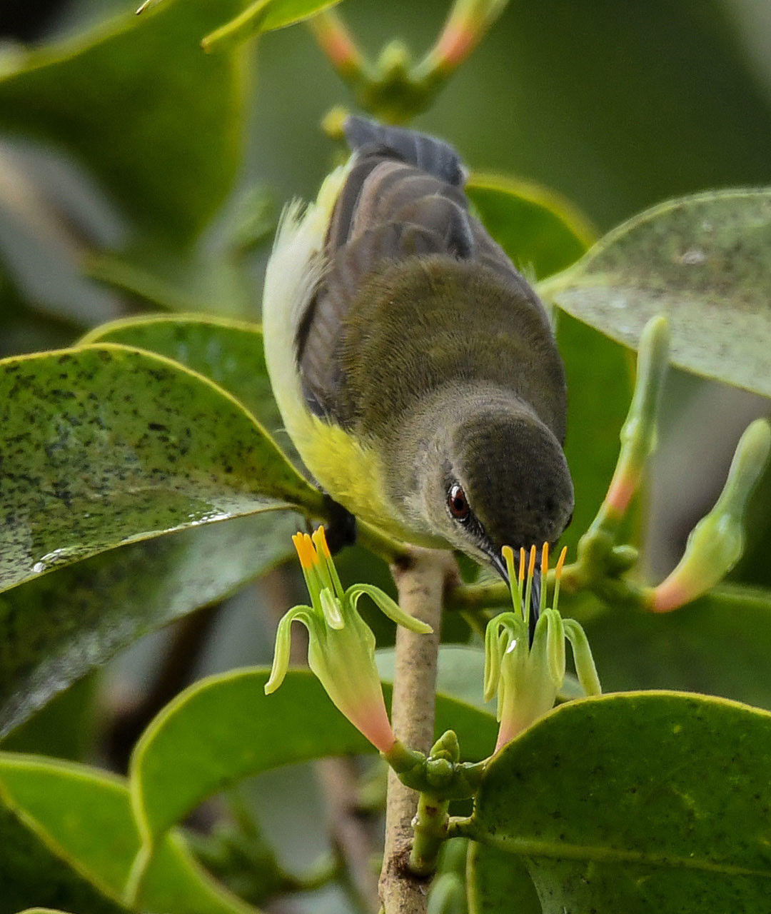 female Purple-rumped Sunbird feeding on nectar 