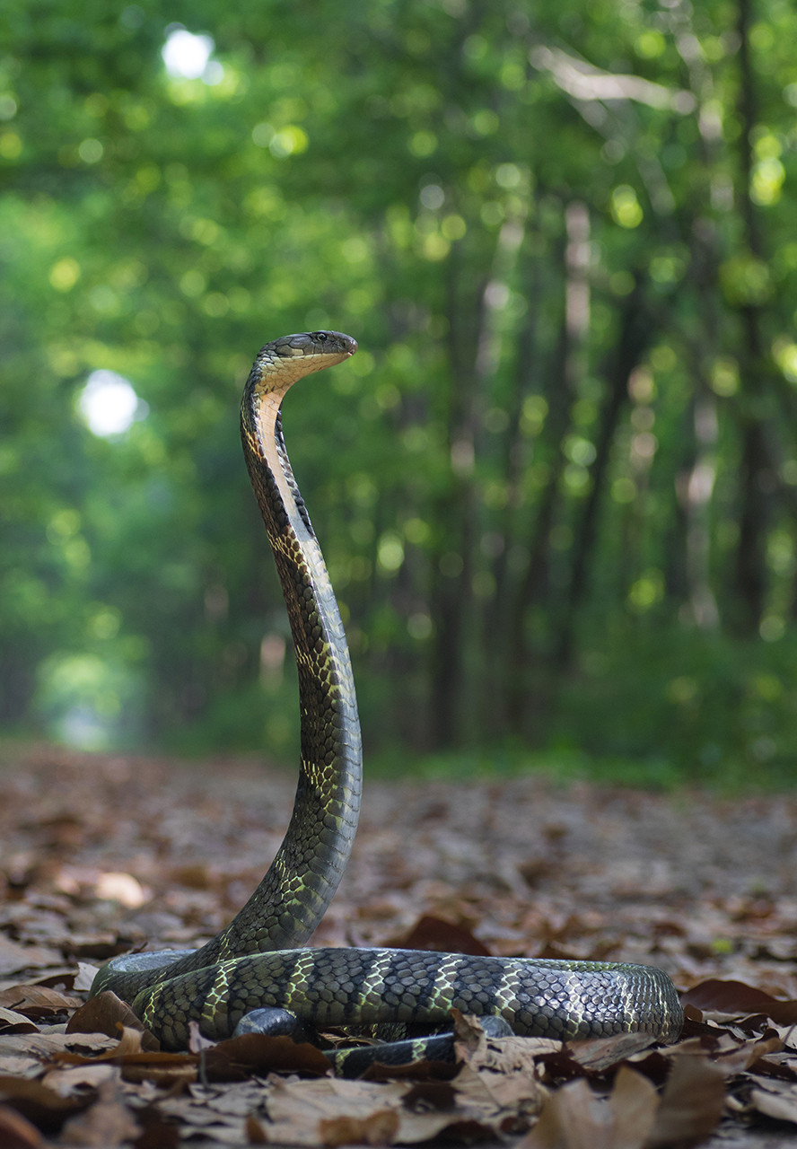 King Cobra stands tall with its hood up! | Nature inFocus
