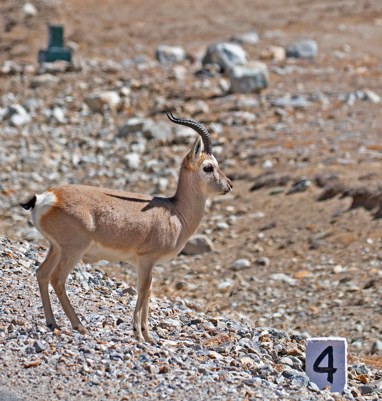 Tibetan Gazelle also called Goa