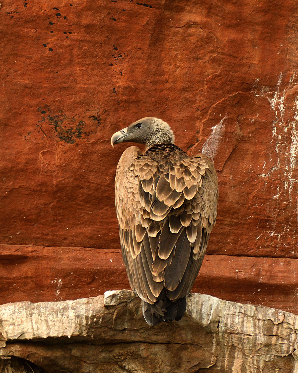      AG Indian vulture          | Nature Infocus