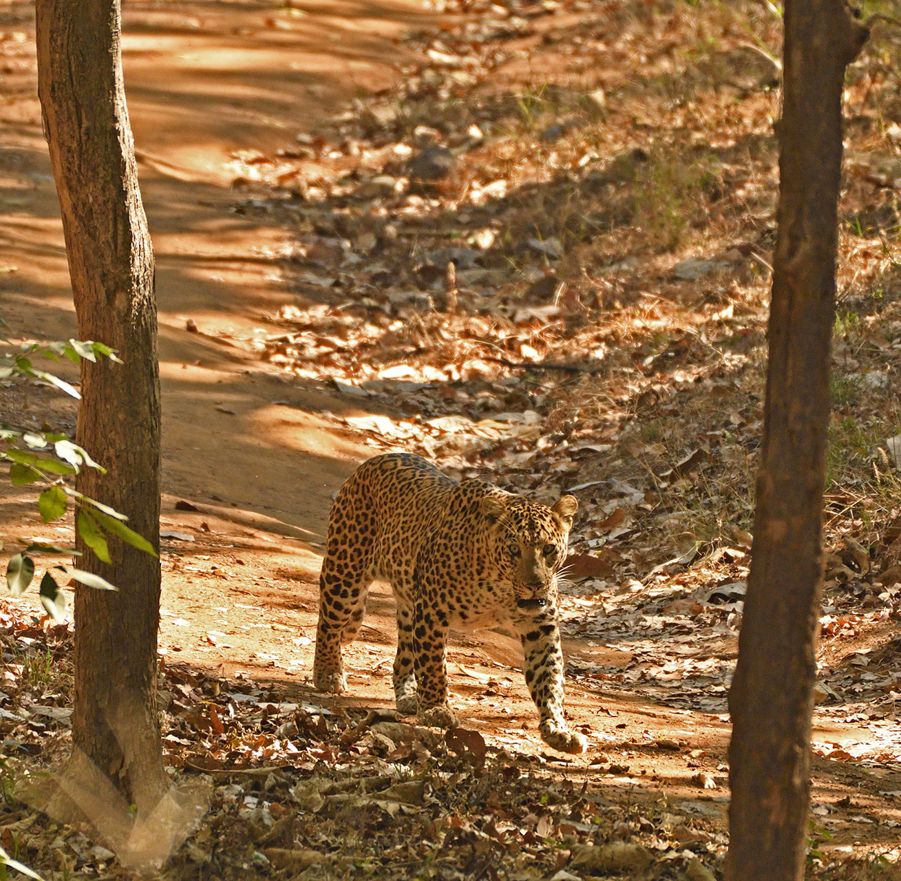      AG leopard       | Nature Infocus