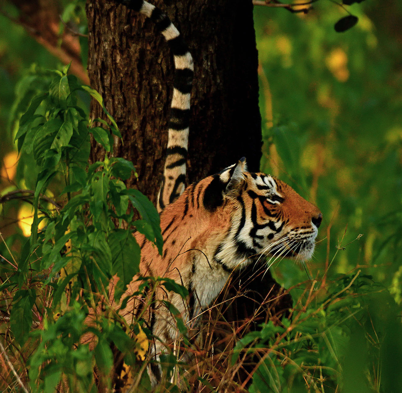      AG tiger          | Nature Infocus