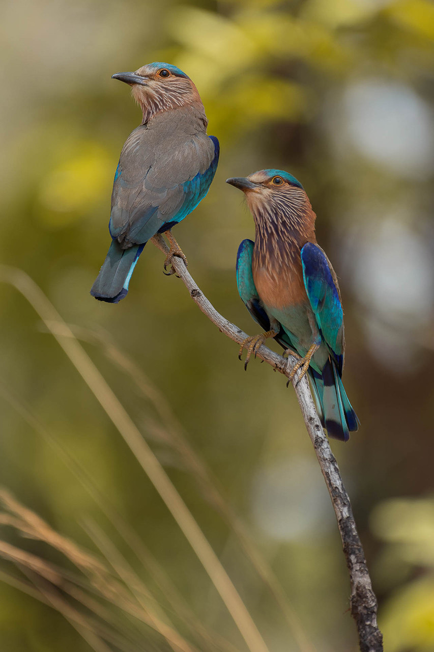 Indian Roller State bird of Karnataka