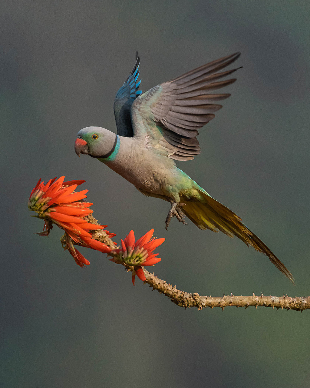 Malabar Parakeet or Blue Winged Parakeet Psittacula columboides