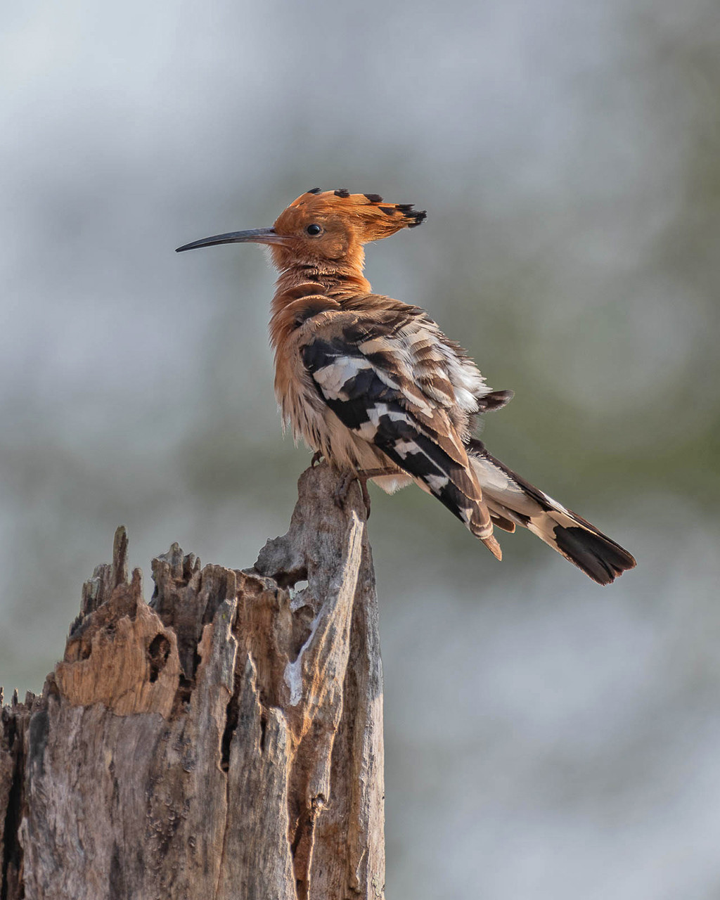 Common Hoopoe or Eurasian Hoopoe