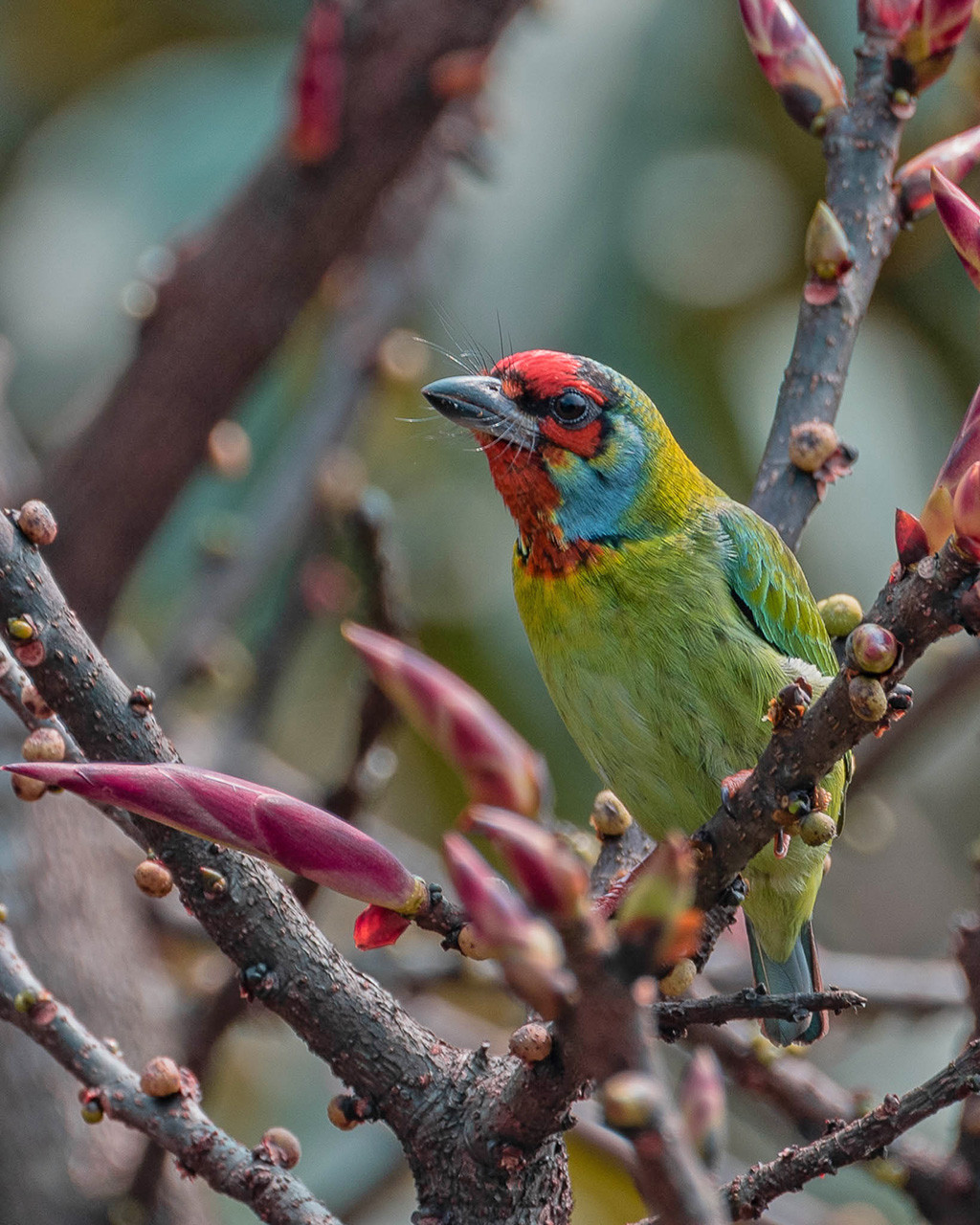 Malabar Barbet or Crimson Fronted Barbet