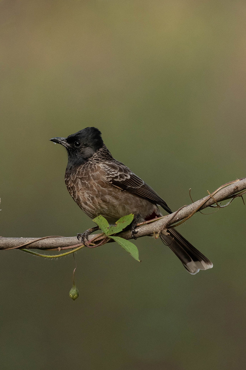 Red-vented Bulbul Pycnonotus cafer