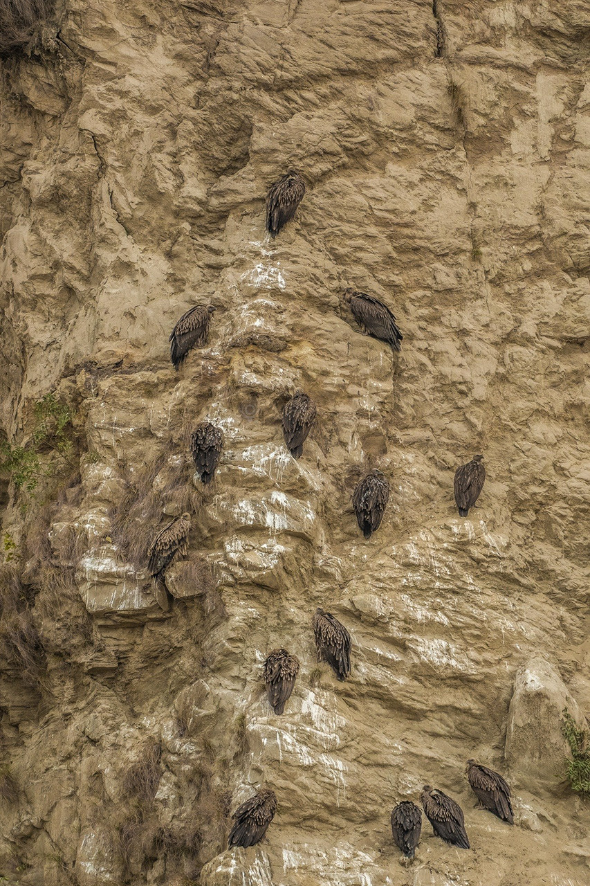 Himalayan Vultures or Himalayan Griffons roosting