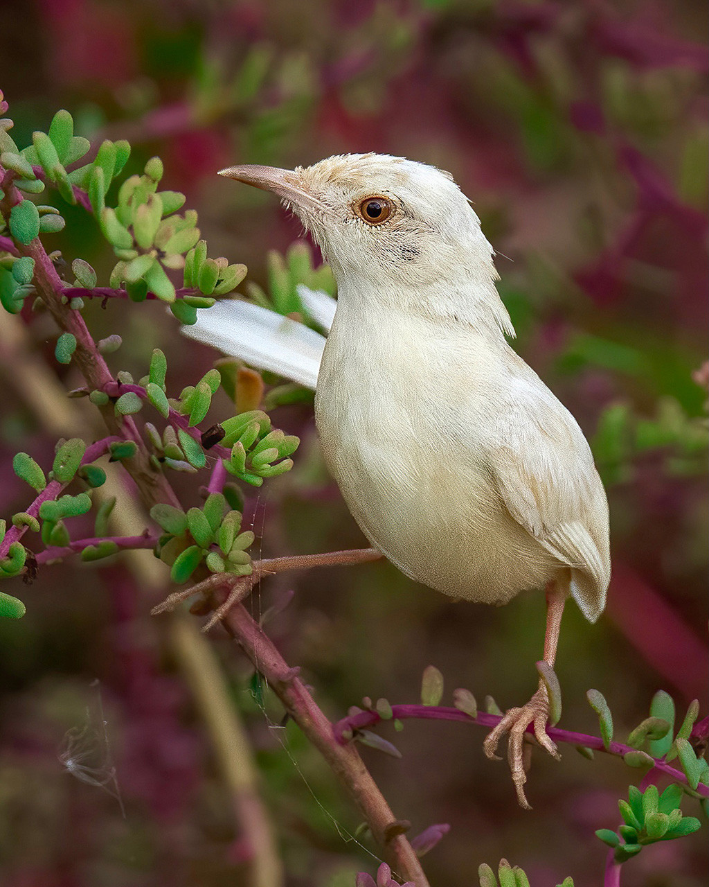 Leucistic Plain Prinia