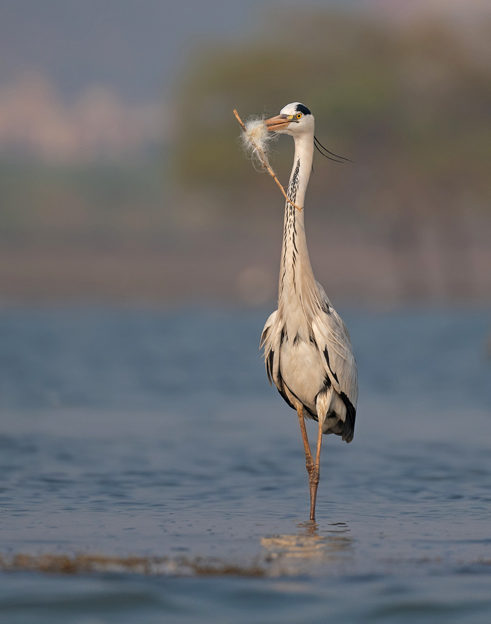      Anindita Datta Muhuri | Nature Infocus