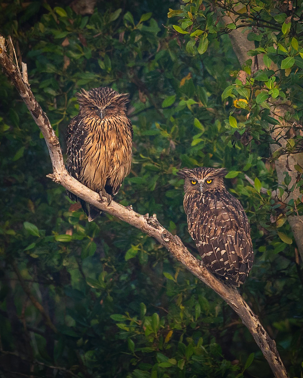 Malay Fish-Owls or Buffy Fish-Owl in Sunderbans National Park