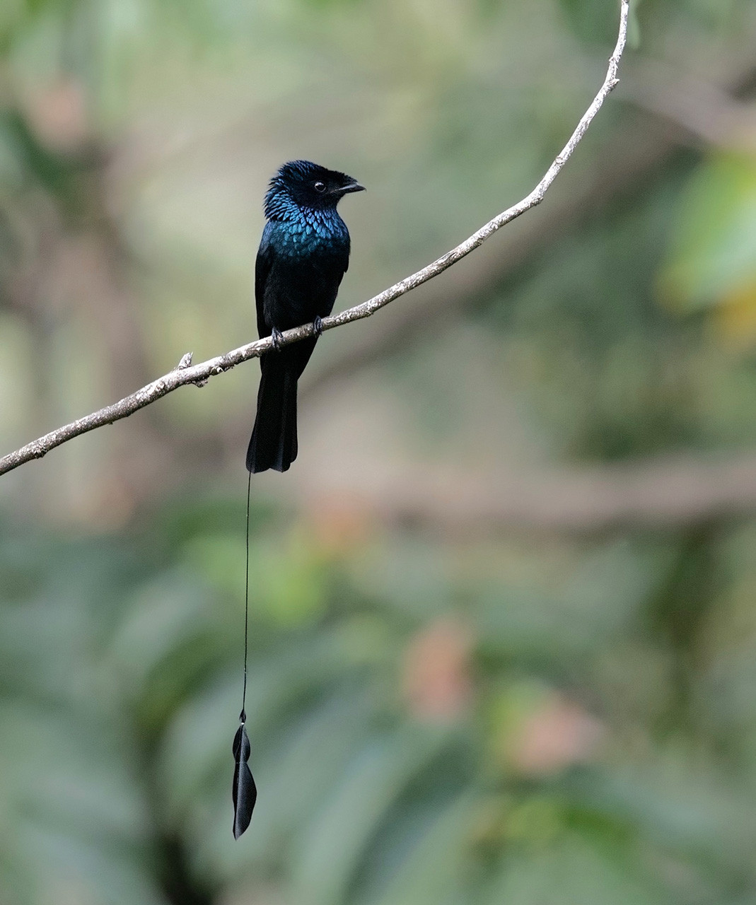 Lesser racket tailed drongo seen in northeast India