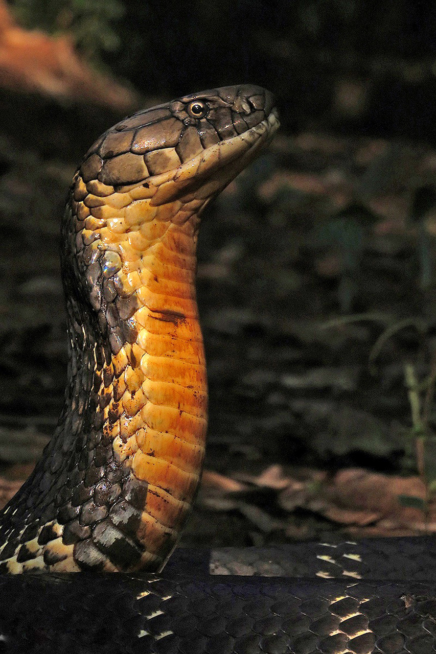 King Cobra with hood up | Nature inFocus