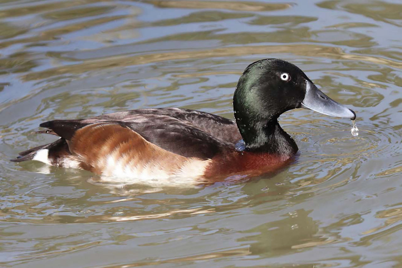 Baer's Pochard critically endangered bird