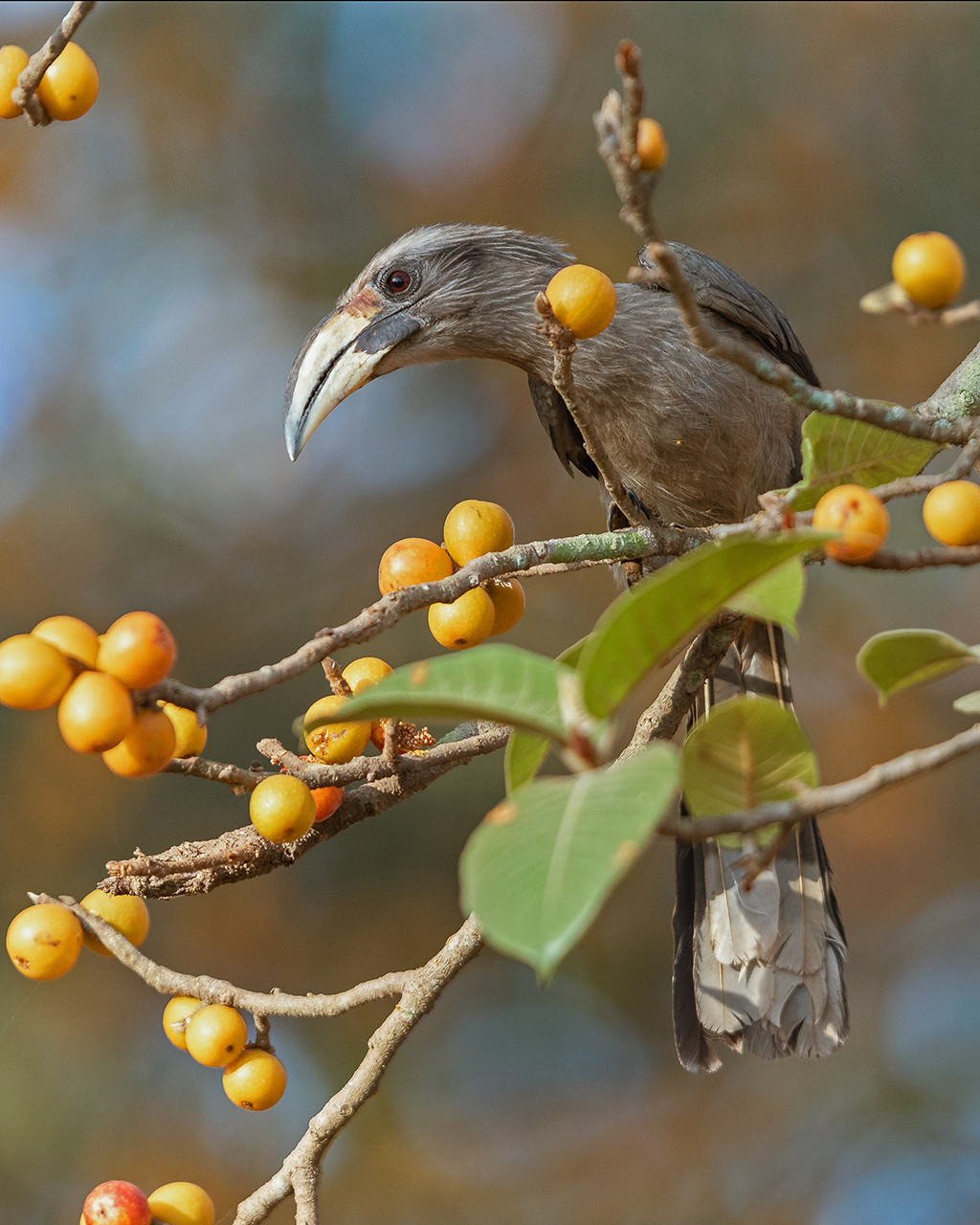 Malabar Gray Hornbill feeding on fig fruits in Dandeli Kali Tiger Reserve in Karnataka