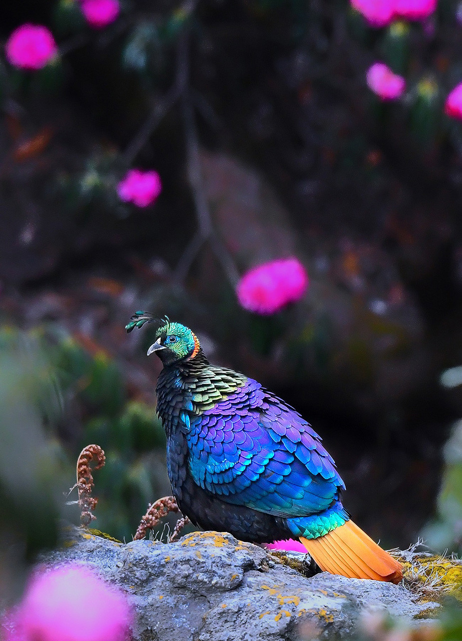 Himalayan monal male with rhododendron flowers