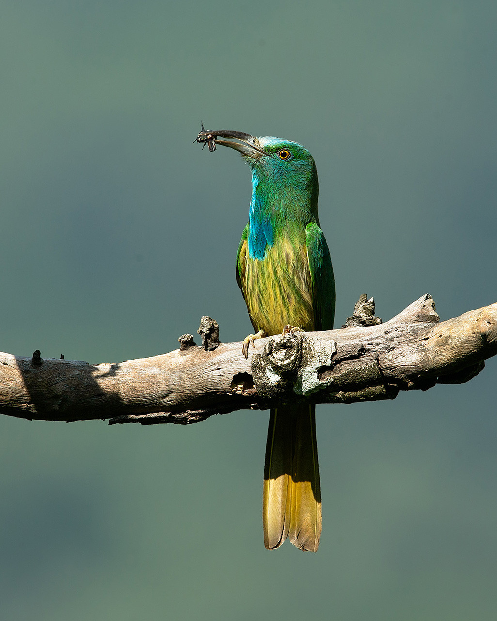 Blue Bearded Bee-eater with a catch