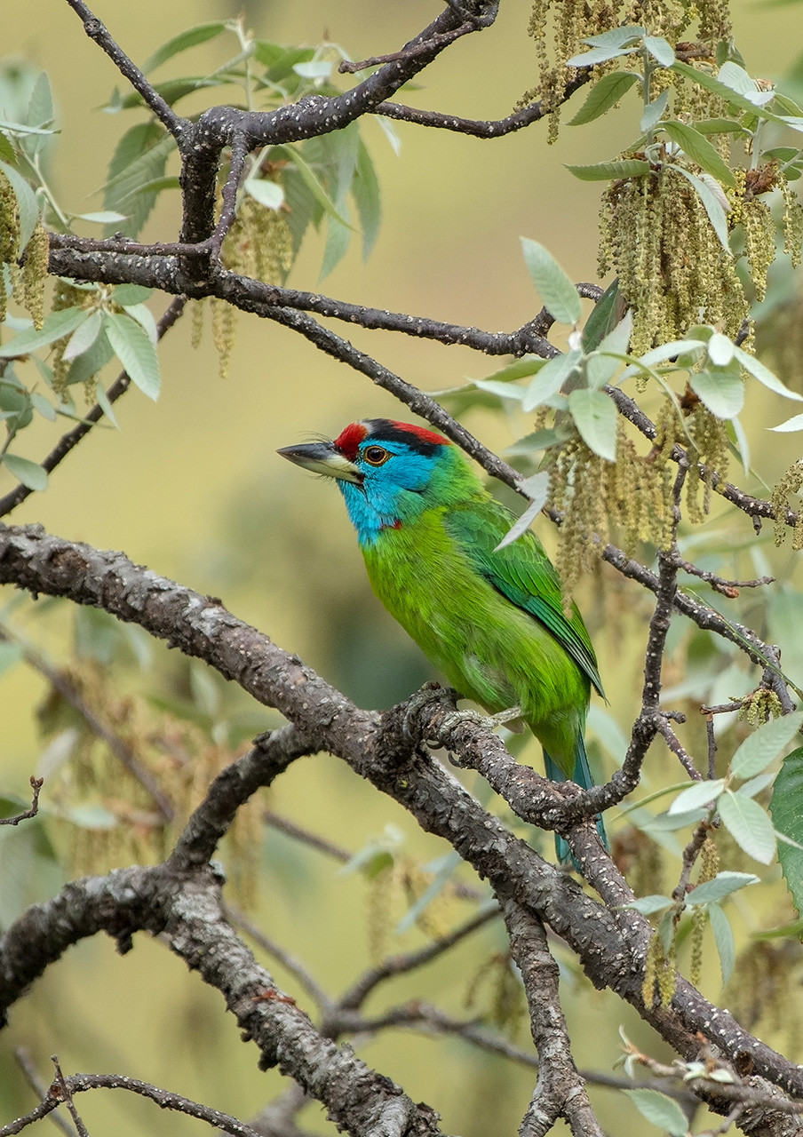 Blue throated bird in Sattal in Uttarakhand