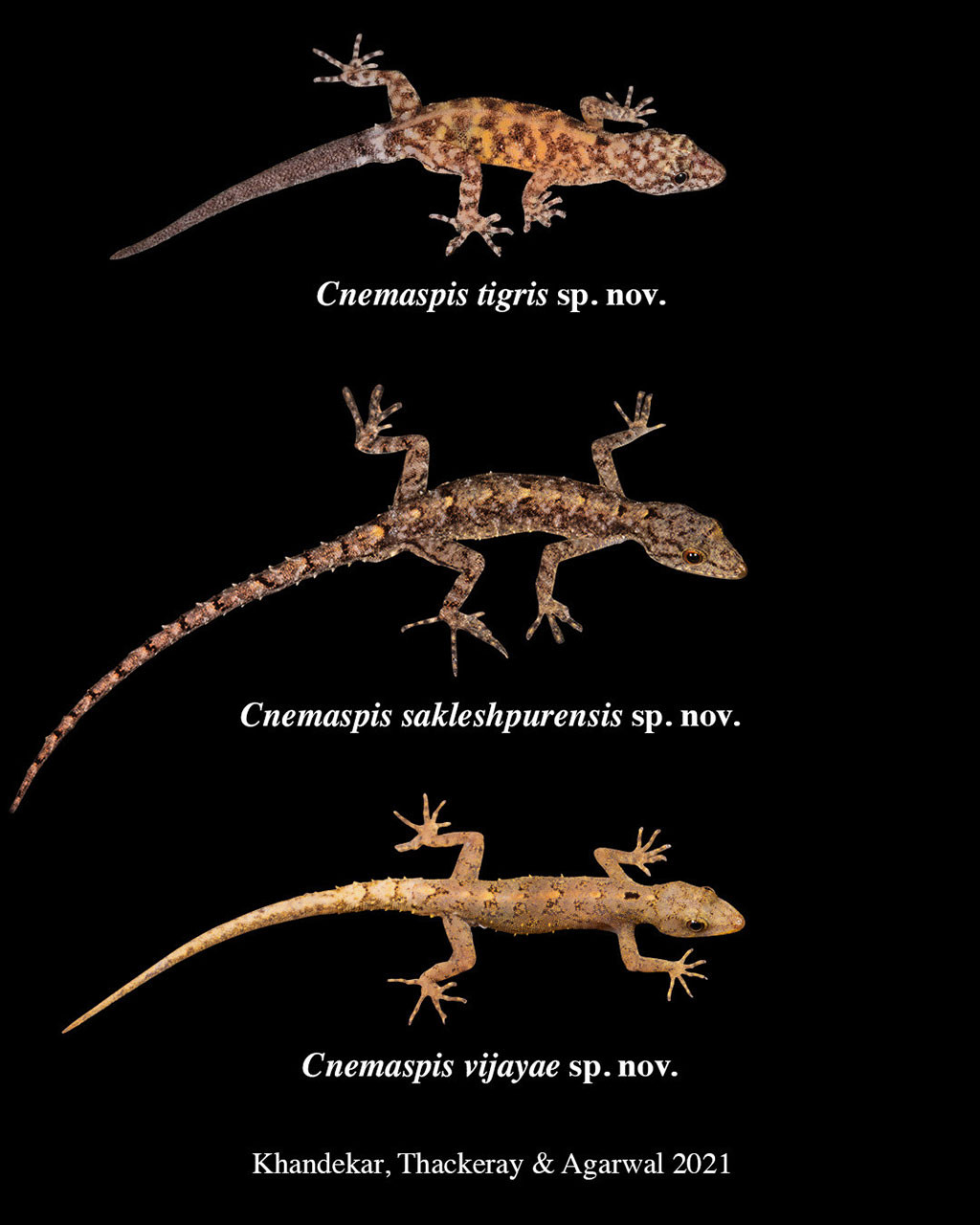 Dwarf gecko species discovered in the Western Ghats Karnataka