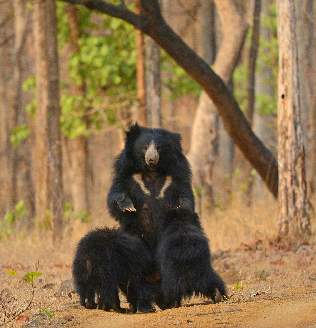 Sloth bear mother with bear cubs in Satpura Tiger Reserve in Madhya Pradesh