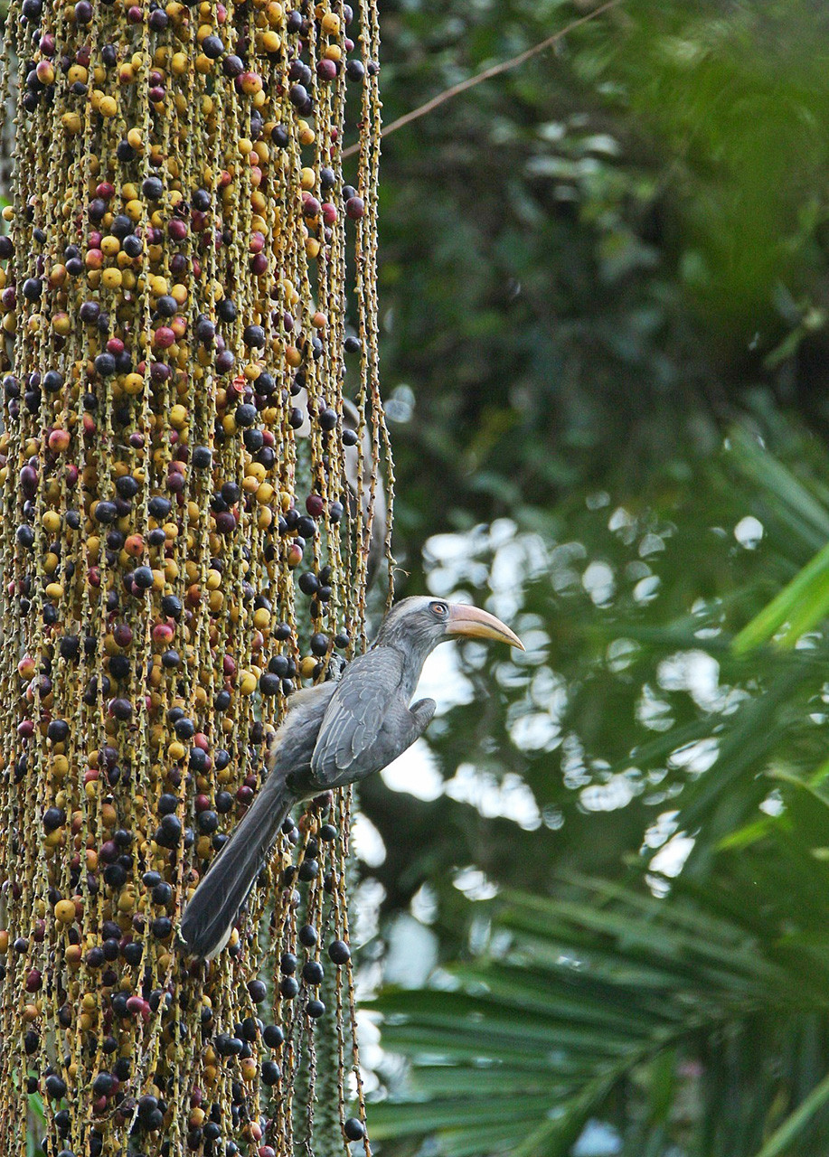 Malabar Grey Hornbill feeding on fishtail palm fruits