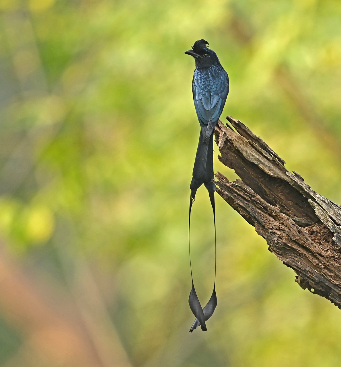 Greater Racket tailed Drongo with long tail