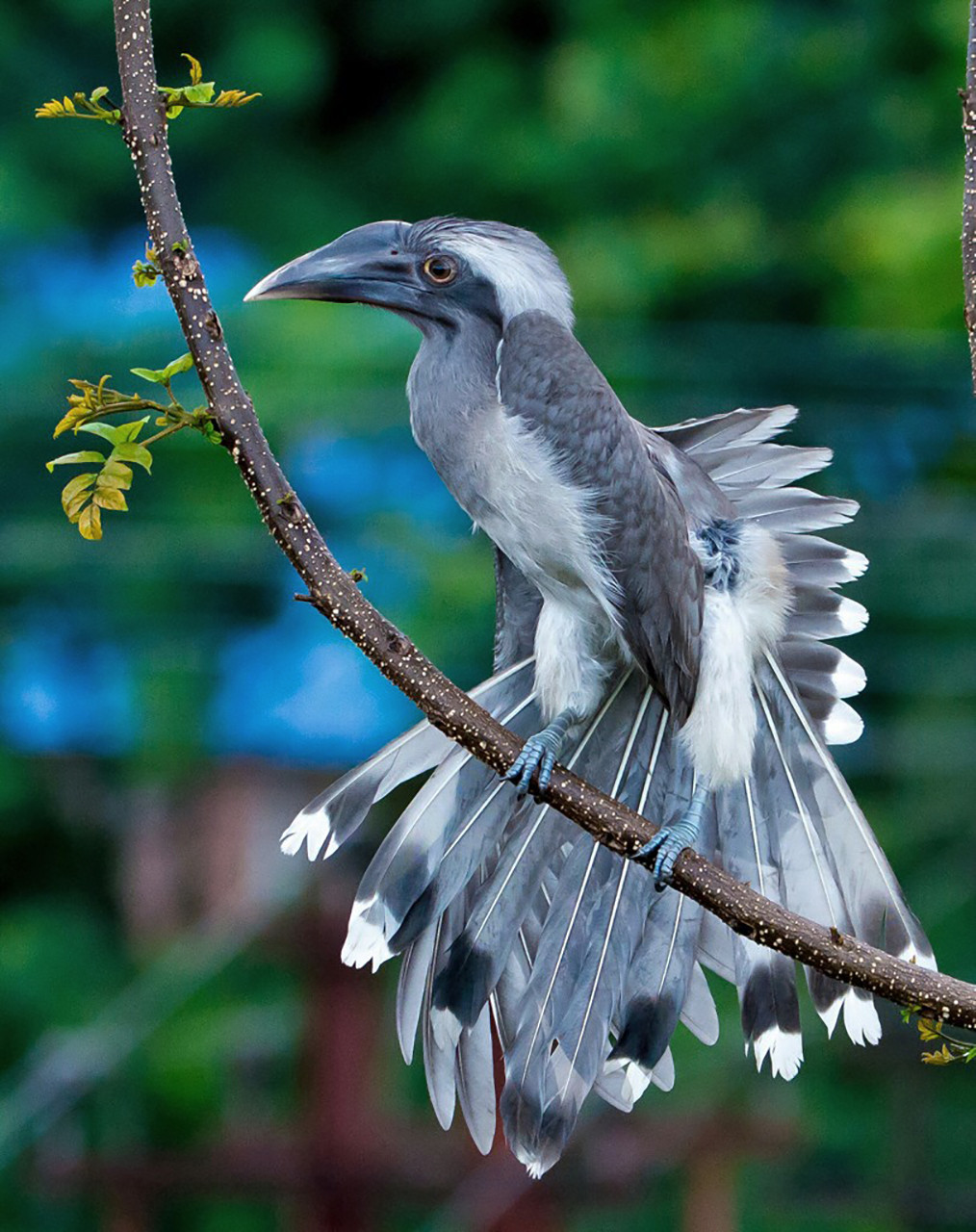Indian Grey Hornbill in Mahananda Wildlife Sanctuary in West Bengal