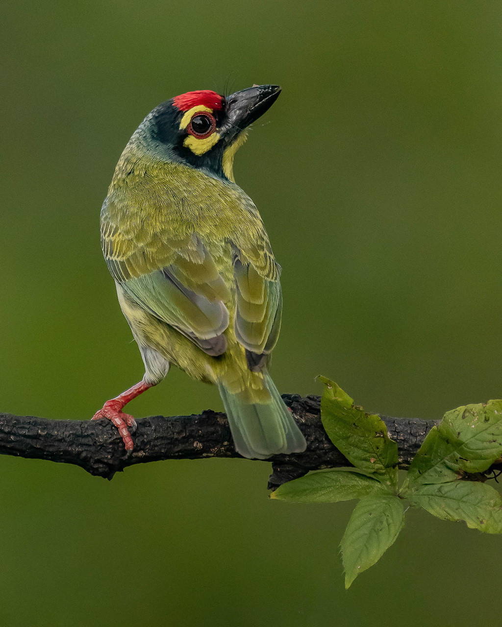Coppersmith Barbet Psilopogon haemacephalus