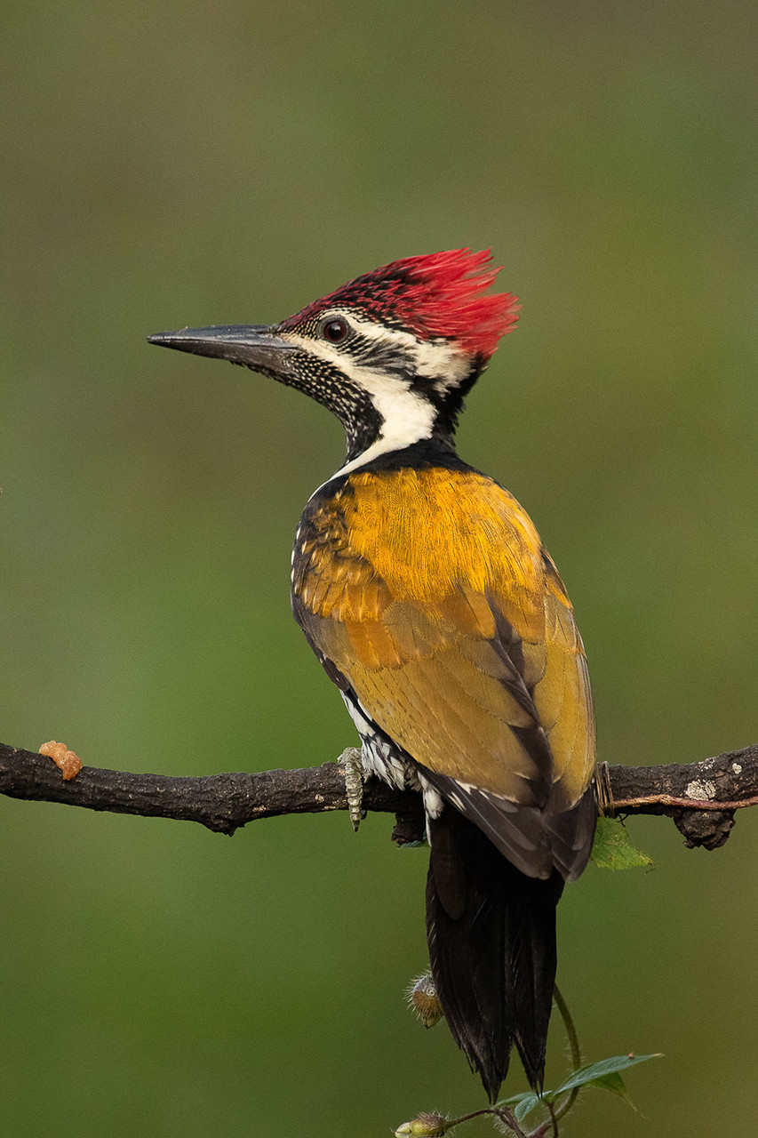 Black-rumped Flameback or Lesser Golden-backed Woodpecker