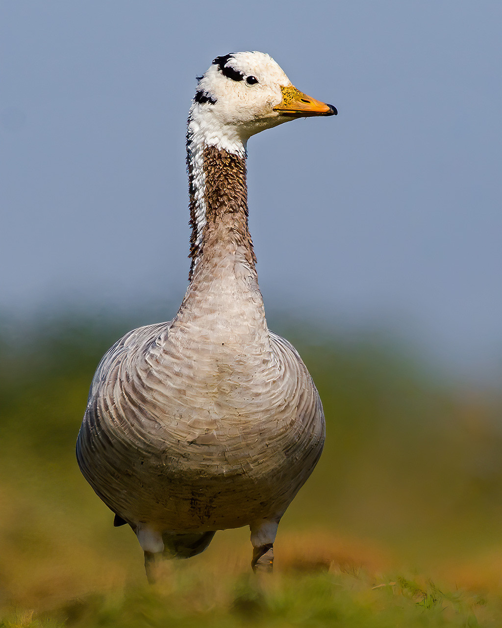 Bar headed goose bird portrait