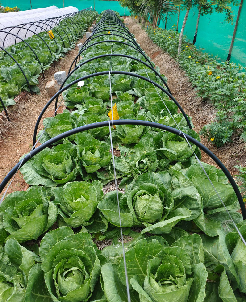 A cabbage patch at Bhoomi Farms