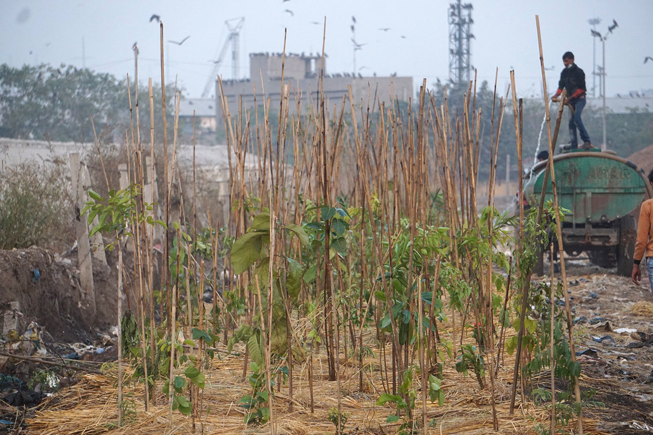 Ep xdcivqae v g - Can We Grow Urban Forests? | Nature inFocus