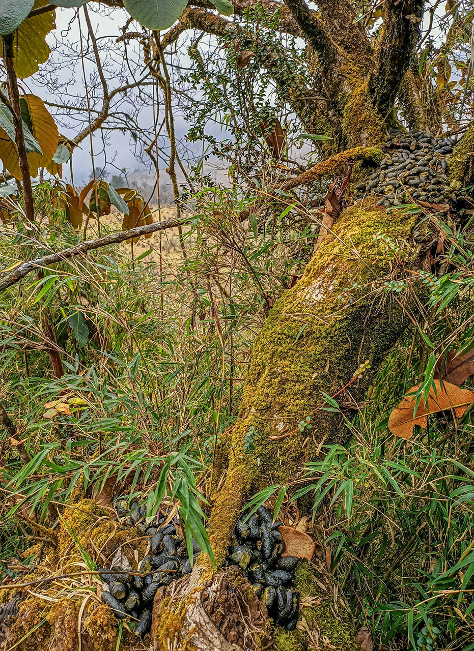 Red Panda pellets on a tree in North Sikkim