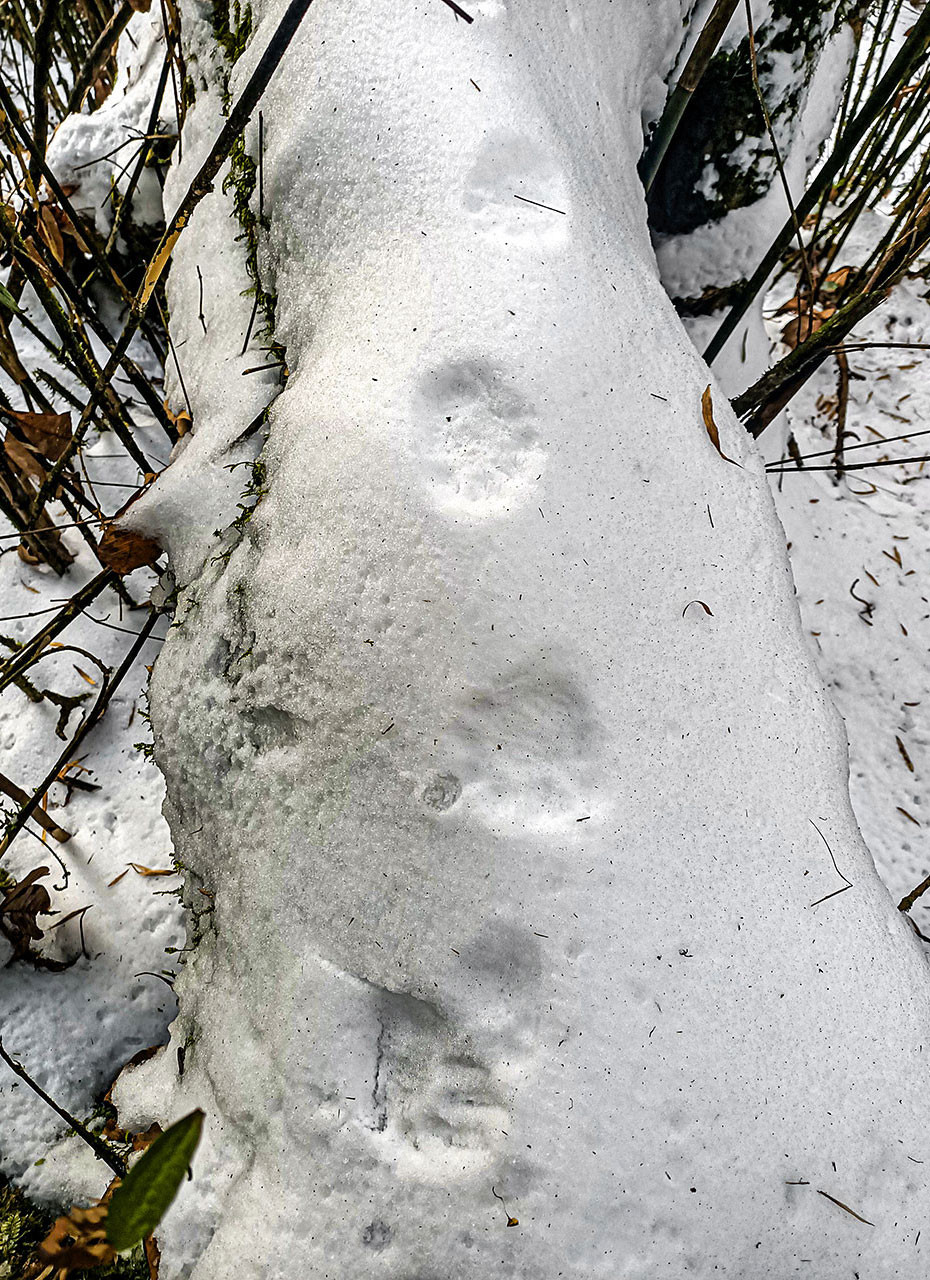 Red Panda footprints on snow