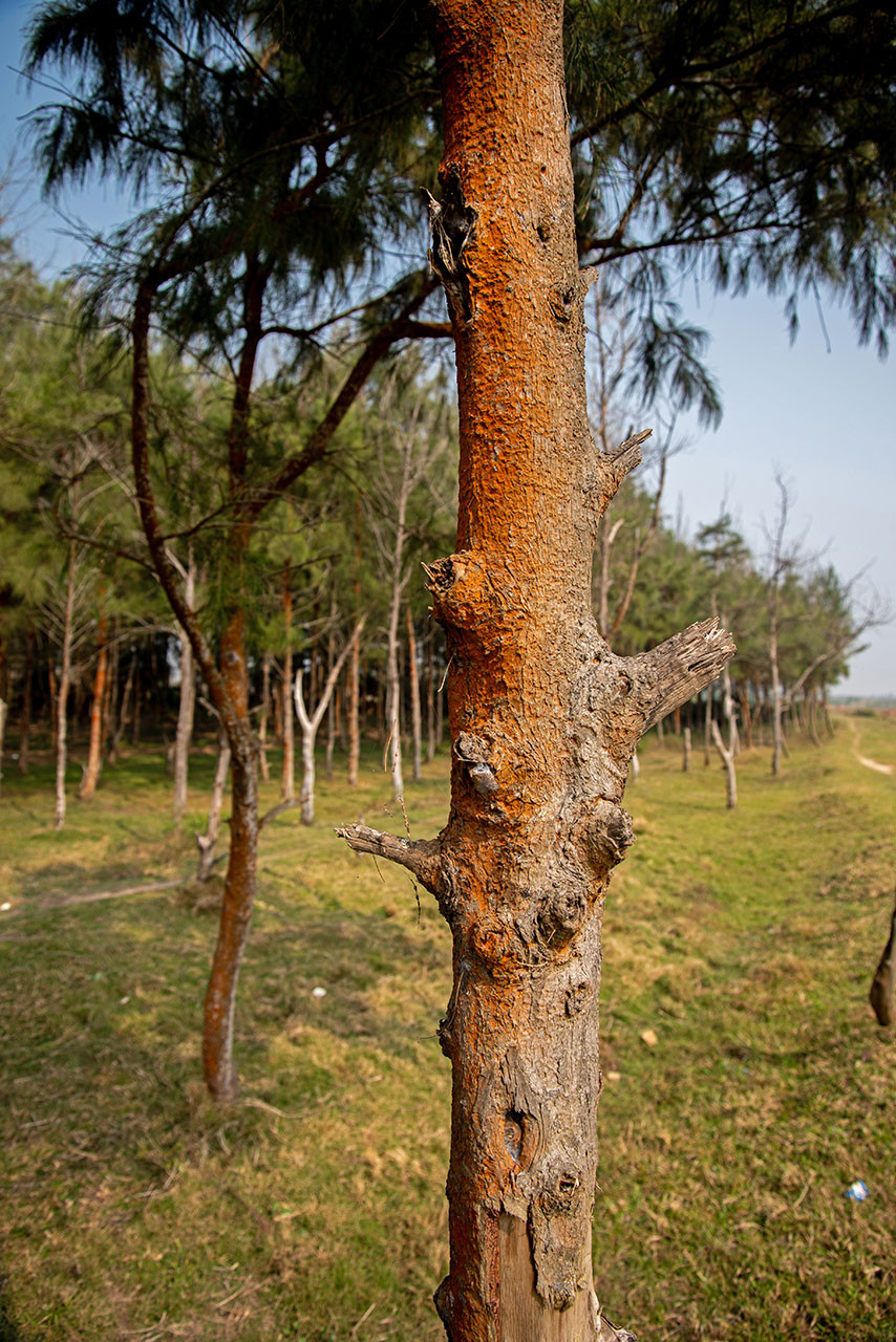 Red saline deposits on the bark of a Casuarina tree
