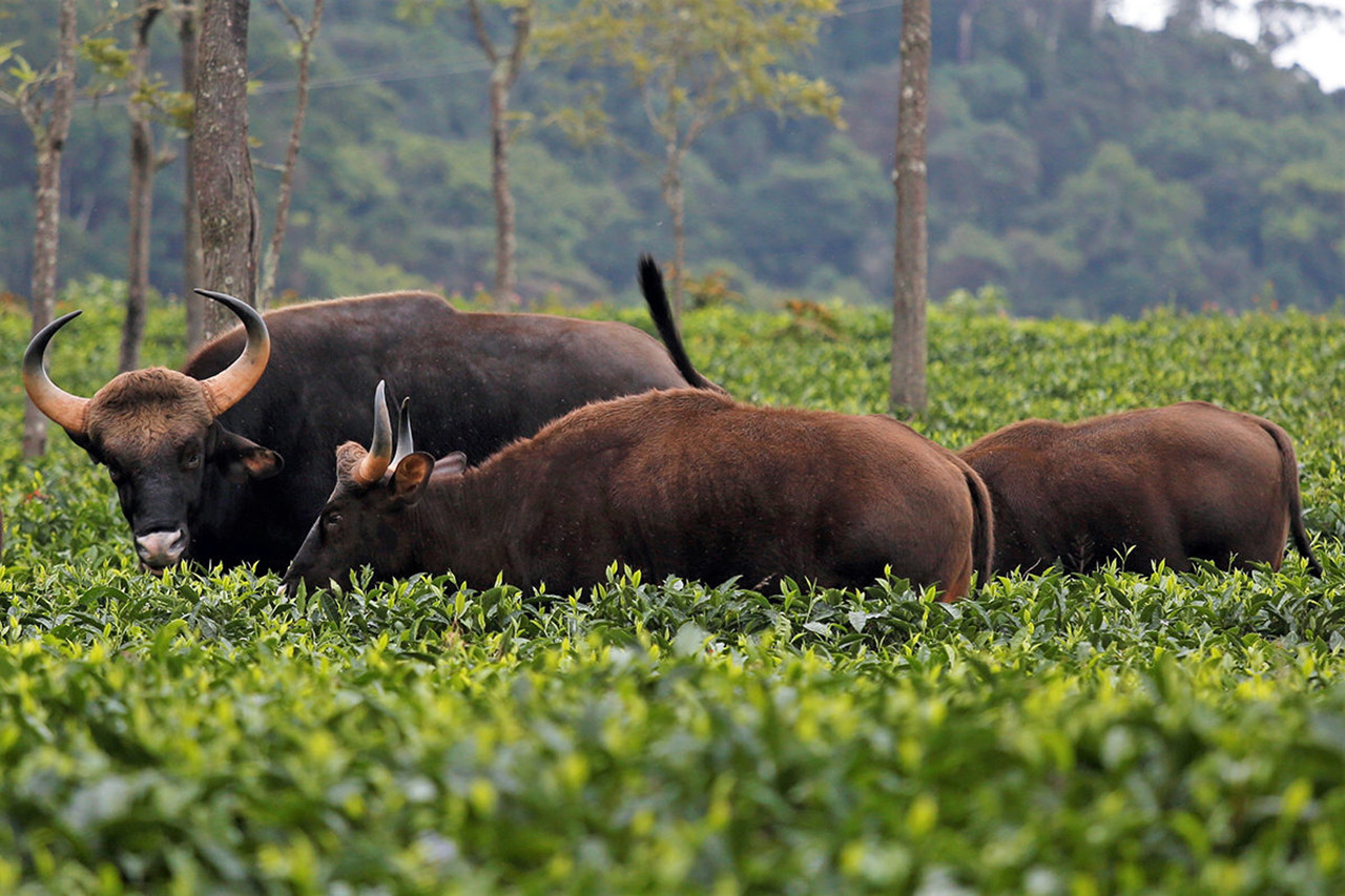 Gaur tea estate coonoor x - The Timid Indian Gaur Is Taking To Towns In South India | Nature inFocus