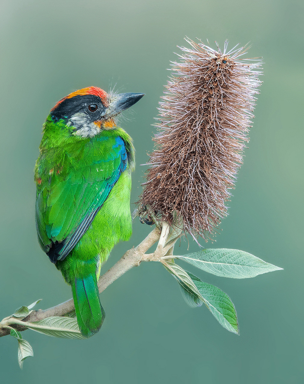 Golden-throated Barbet bird feeding on flower