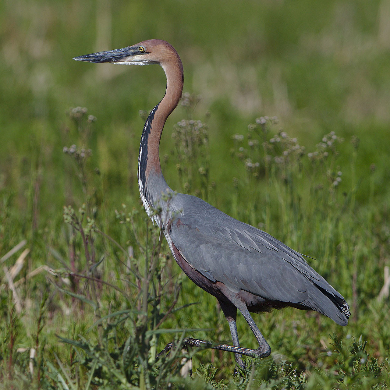 Goliath Heron or Giant Heron Ardea goliath at Marievale Nature Reserve