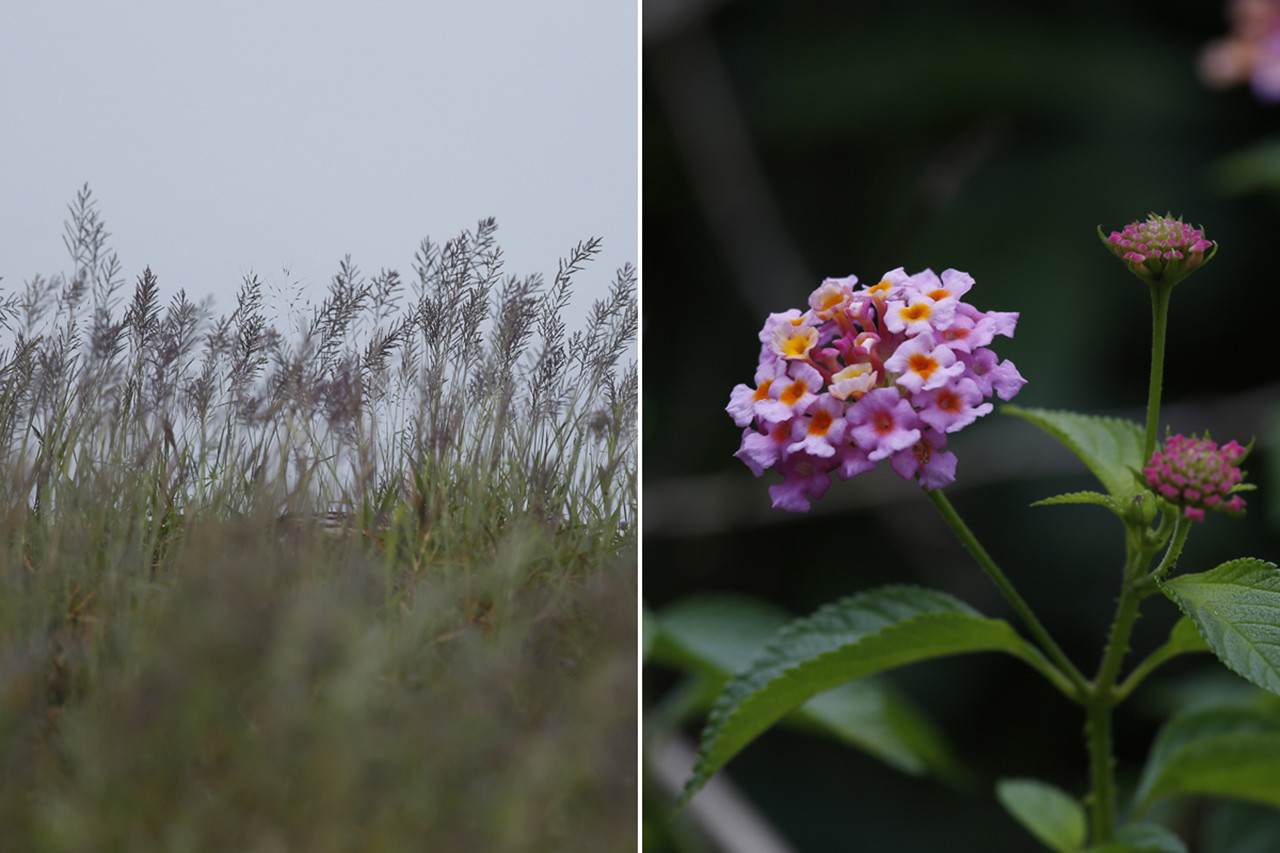 Grass and lantana - The Timid Indian Gaur Is Taking To Towns In South India | Nature inFocus