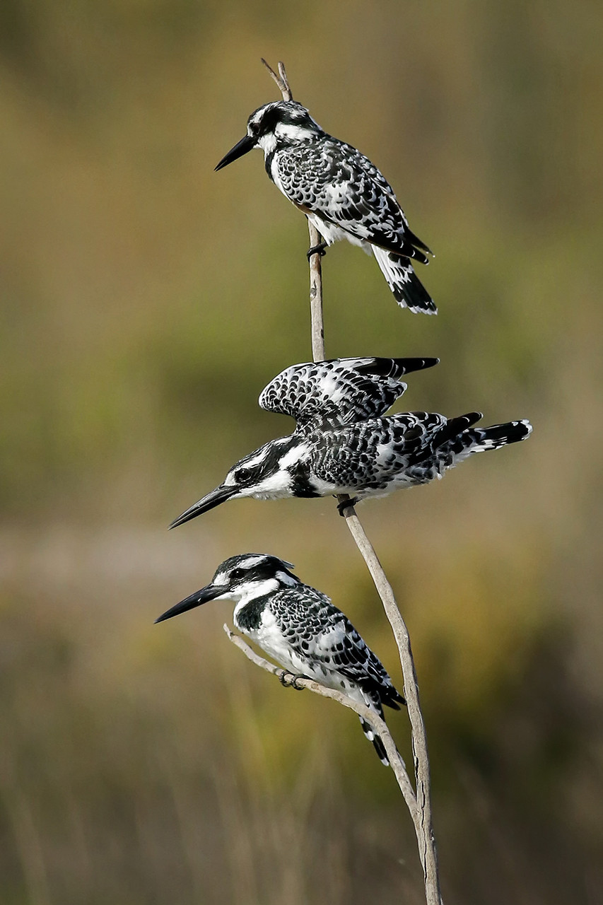 Pied Kingfishers Ceryle rudis
