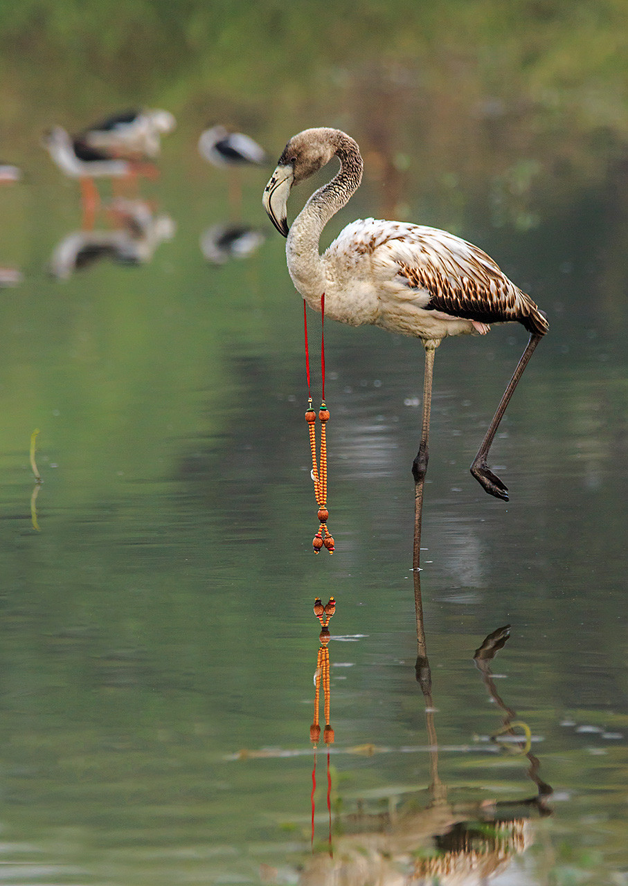      Hiren Kadikar MG      | Nature Infocus