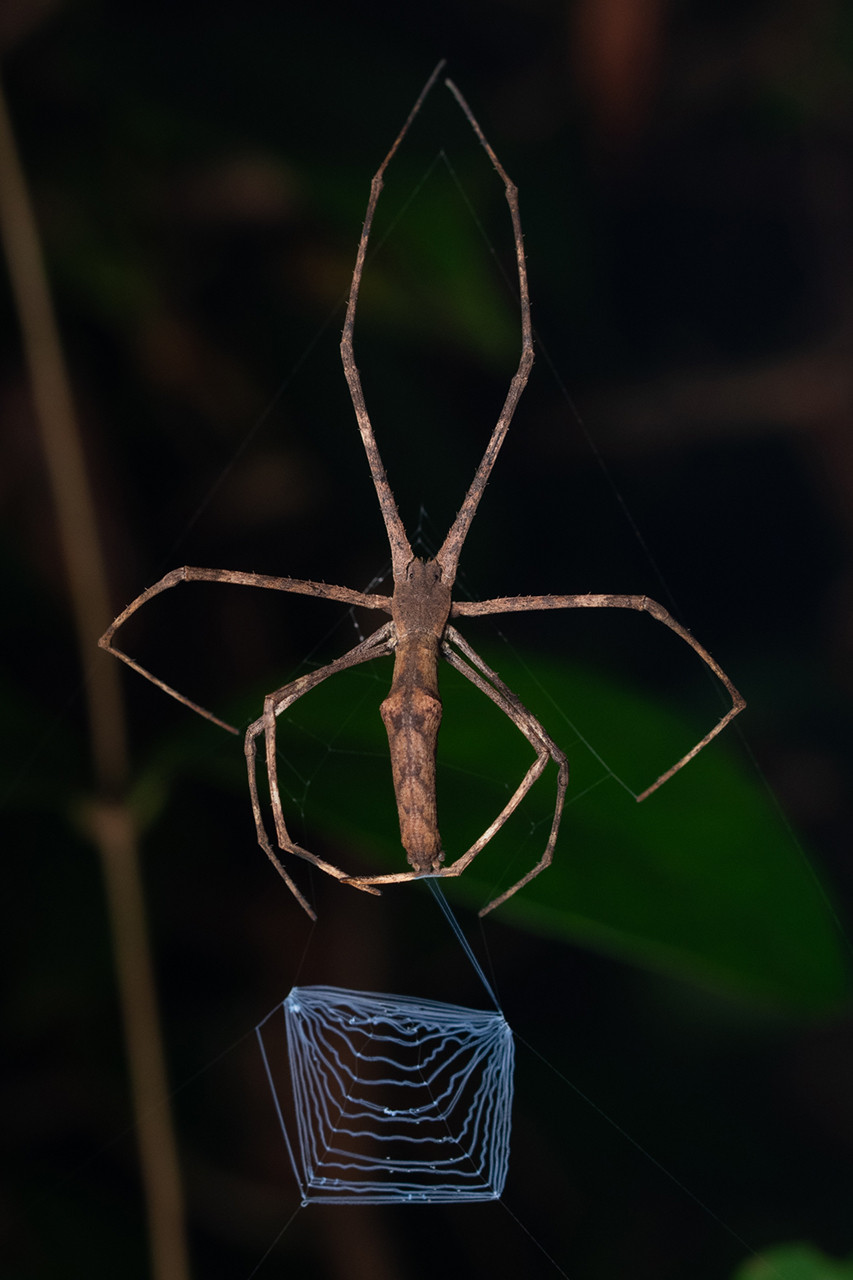 Net-casting spider Asianopis sp
