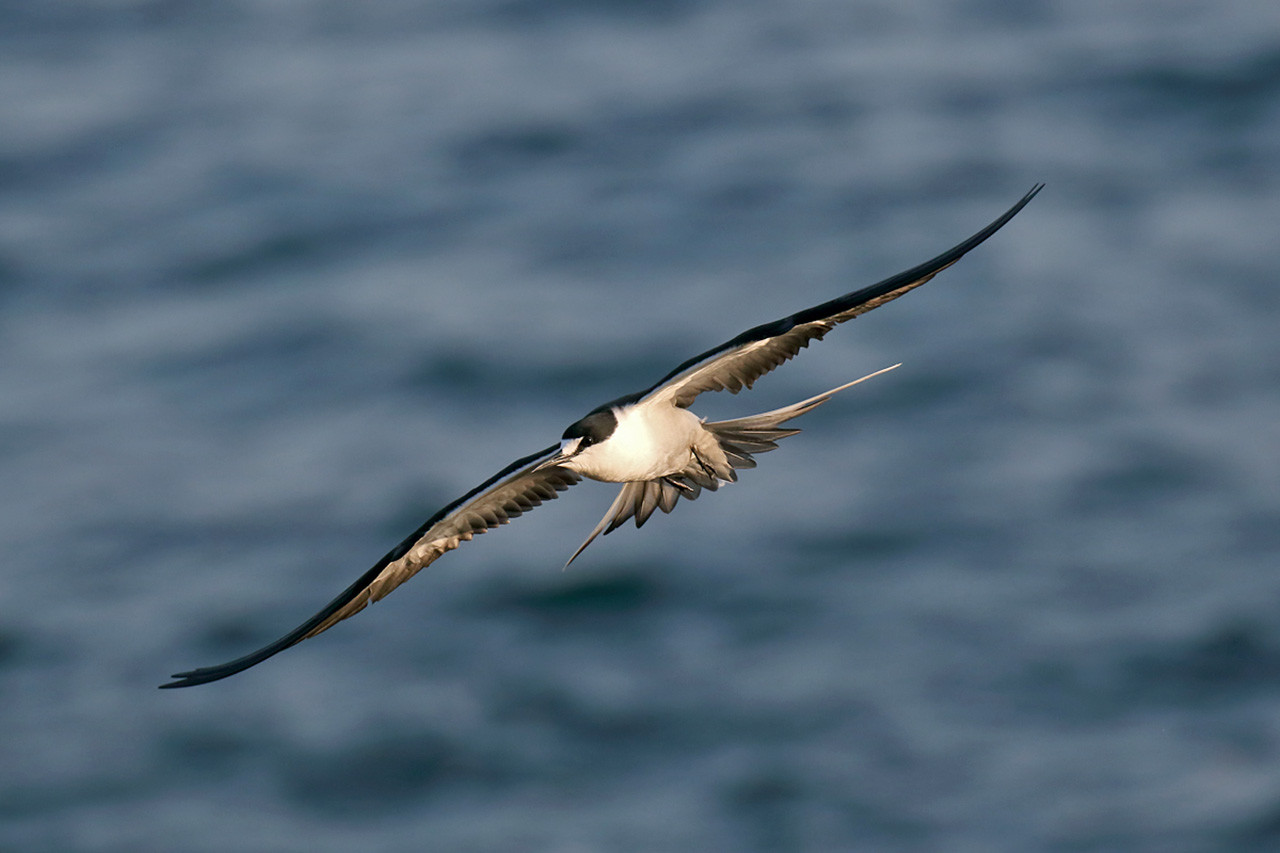 Sooty Tern (Onychoprion fuscatus) | Nature inFocus