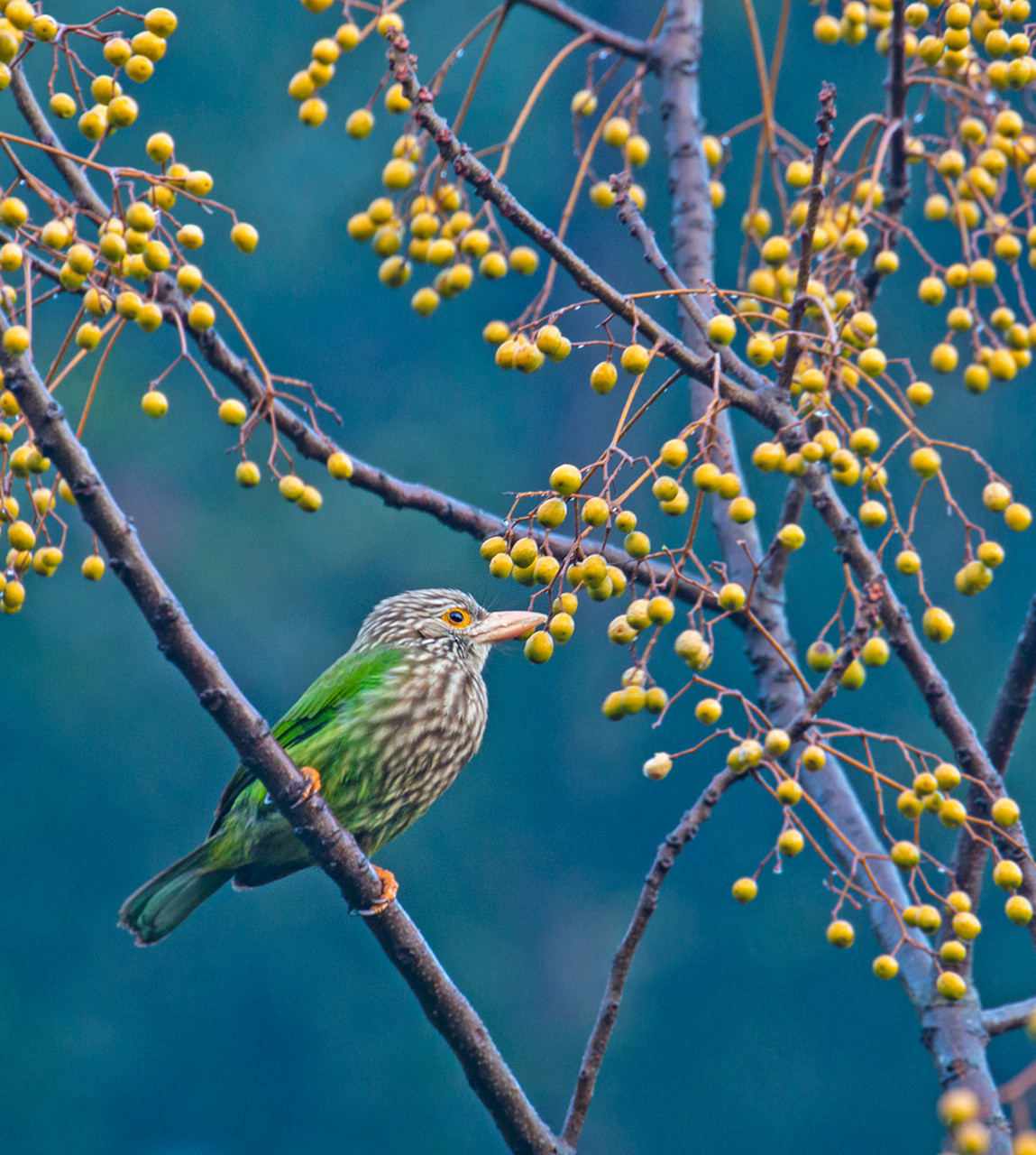 Lineated Barbet bird on a fruit tree
