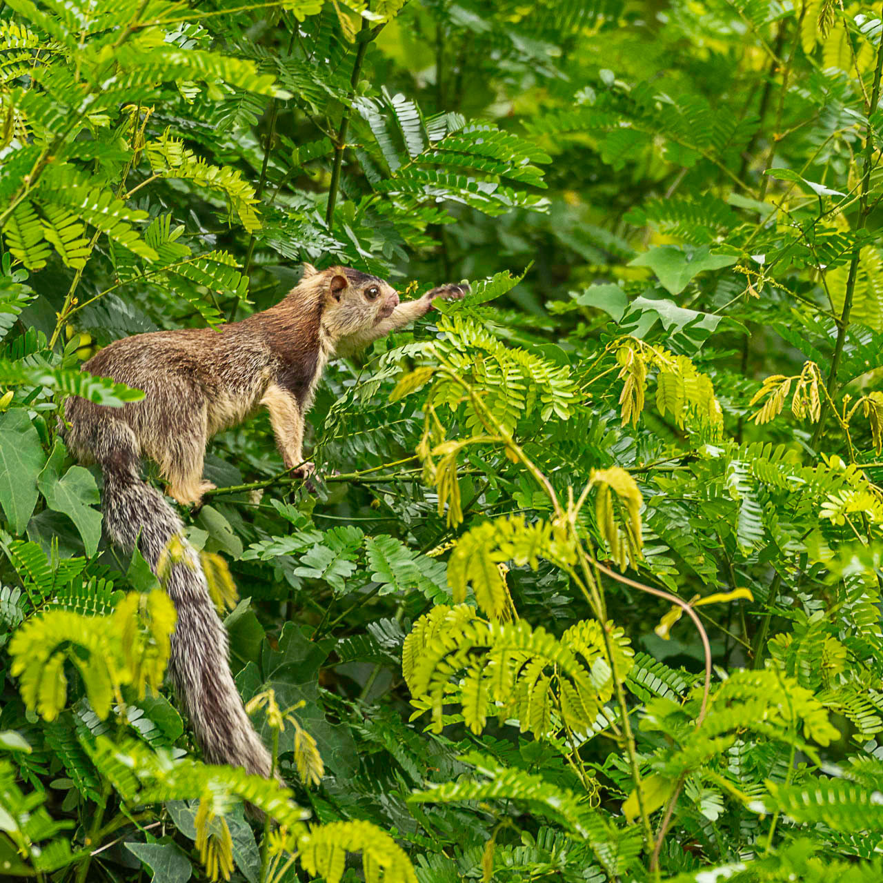 Endangered Grizzled Giant Squirrel in Cauvery Wildlife Sanctuary